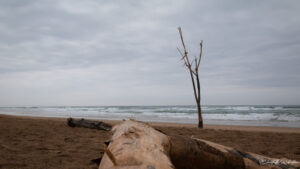 A solitary tree branch standing upright in the sand on a cloudy beach with waves in the background.