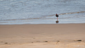 A black oystercatcher bird with a bright red beak and legs standing on a sandy beach near the edge of the water.